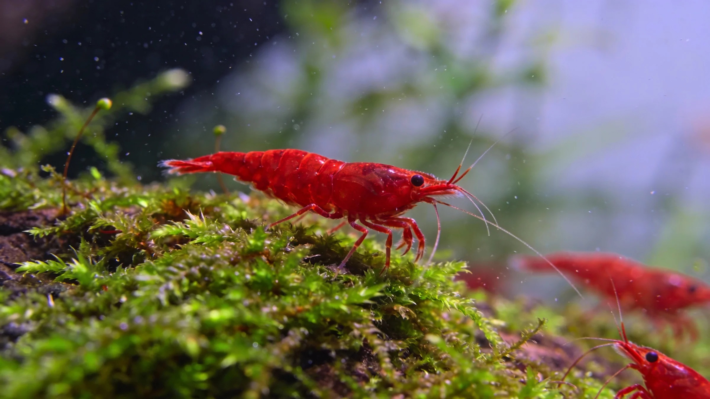 Cherry Shrimp