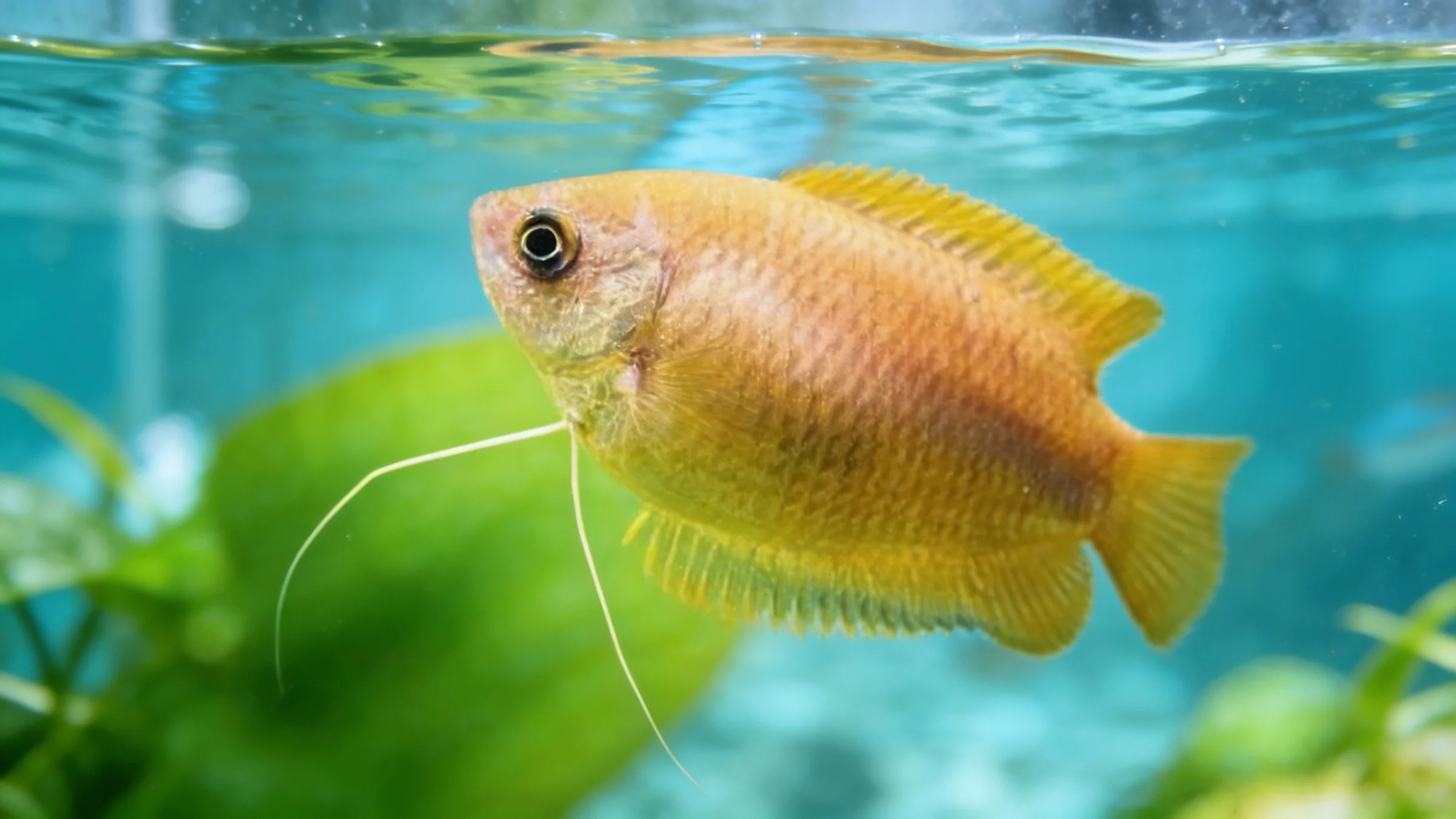 Honey Gourami