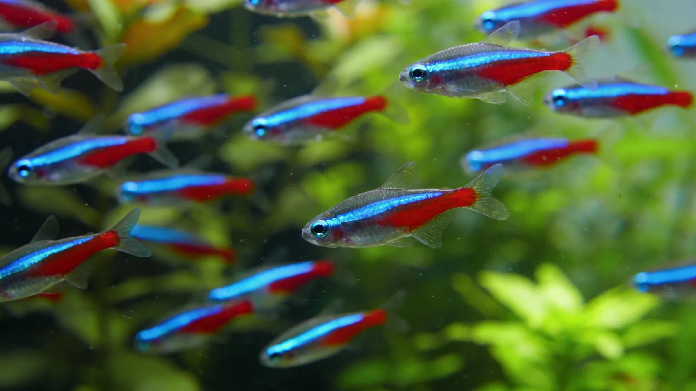 Beginner Aquascape Fish aquascape example