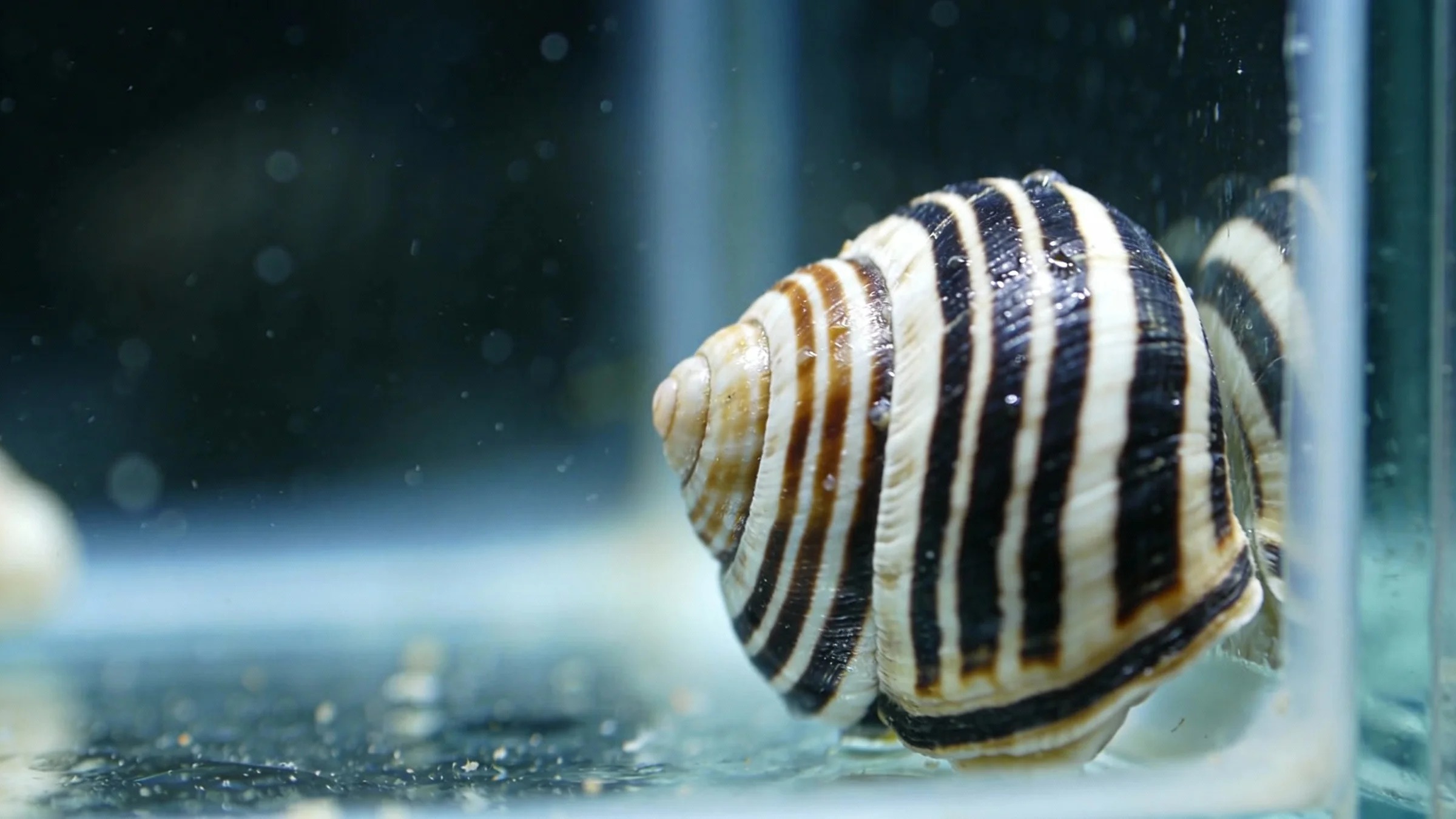 Nerite Snail