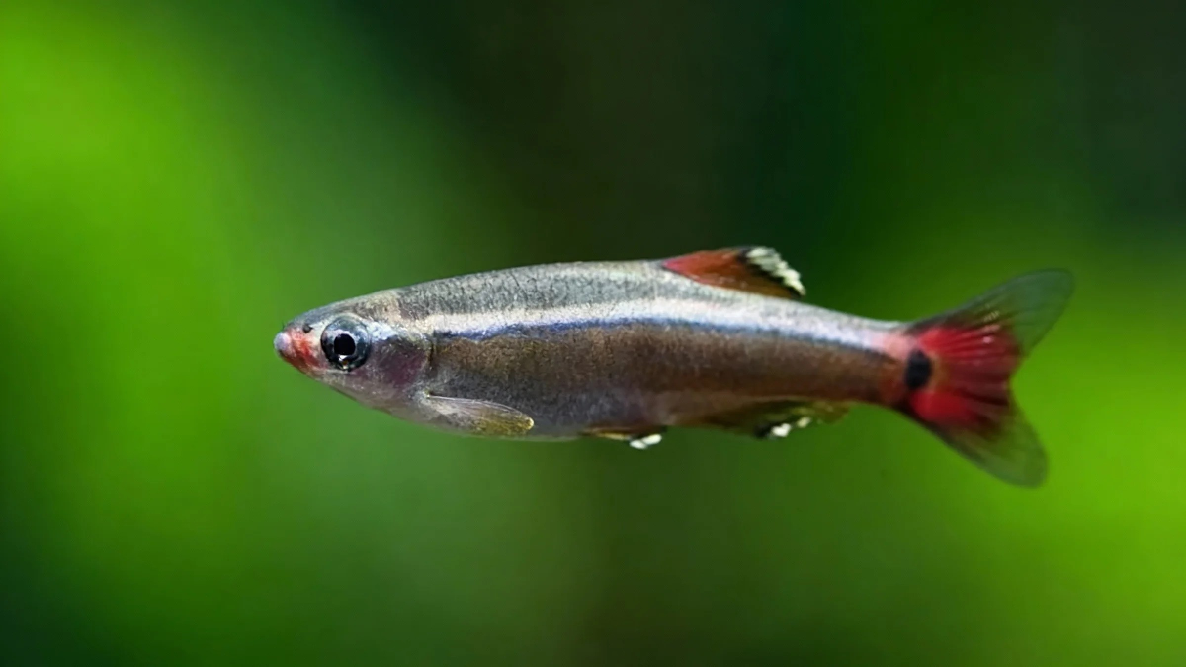 White Cloud Mountain Minnow