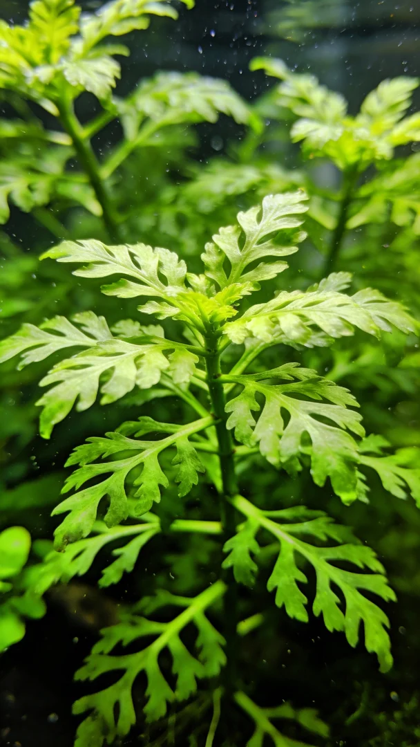 Water Wisteria - View 1